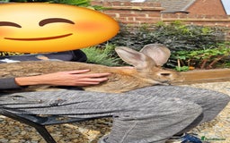 Continental Giant rabbits for sale: Giant continental cross  - Image 4