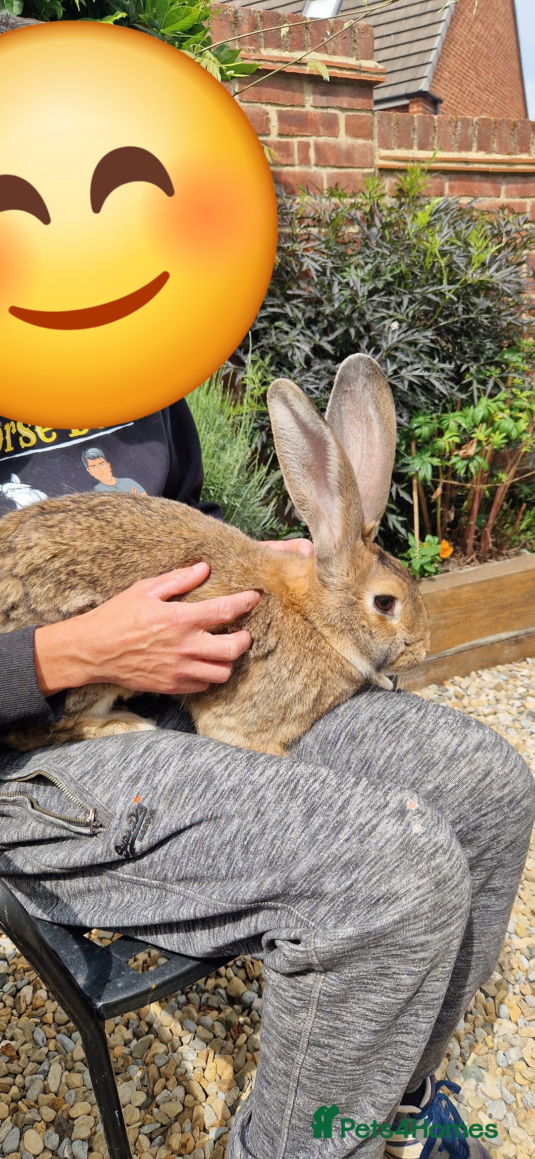 Continental Giant rabbits for sale: Giant continental cross  - Image 4