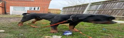 Pomeranian dogs for sale: Rottweiler Male 1year + Working Dog - Advert 4