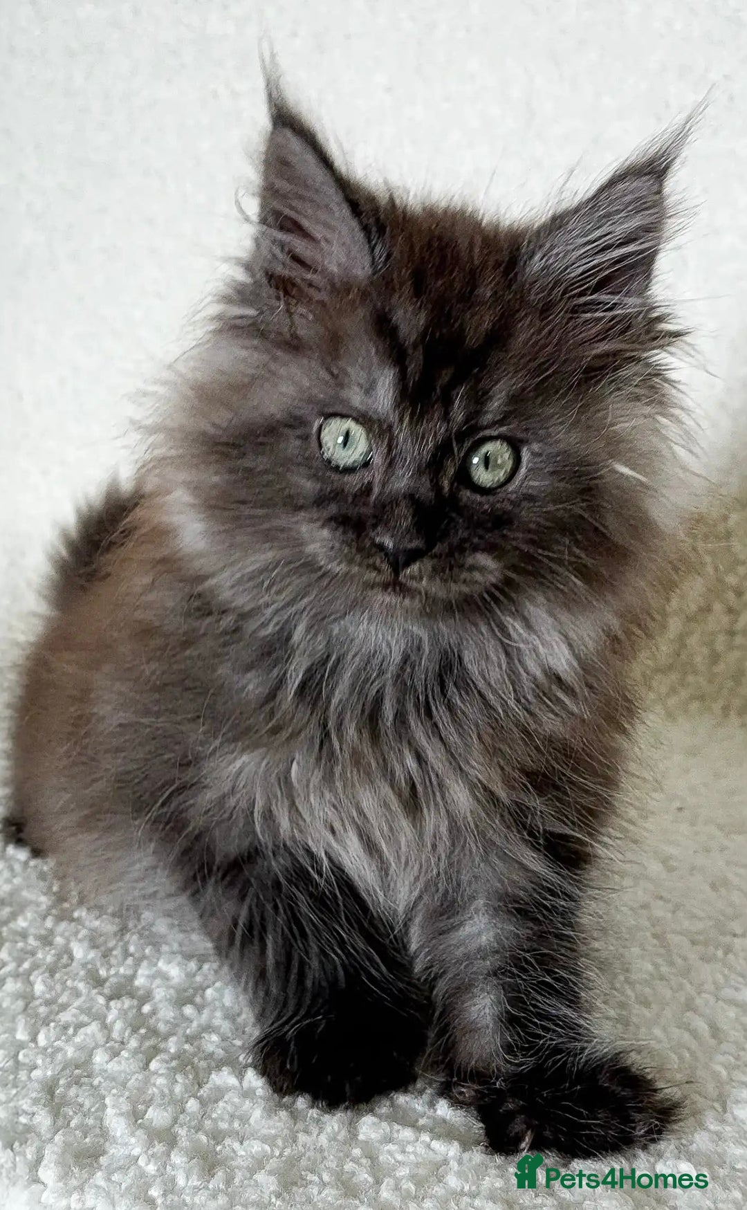 Maine Coon cats for sale: Xl Stunning Maine coon kittens  - Image 29