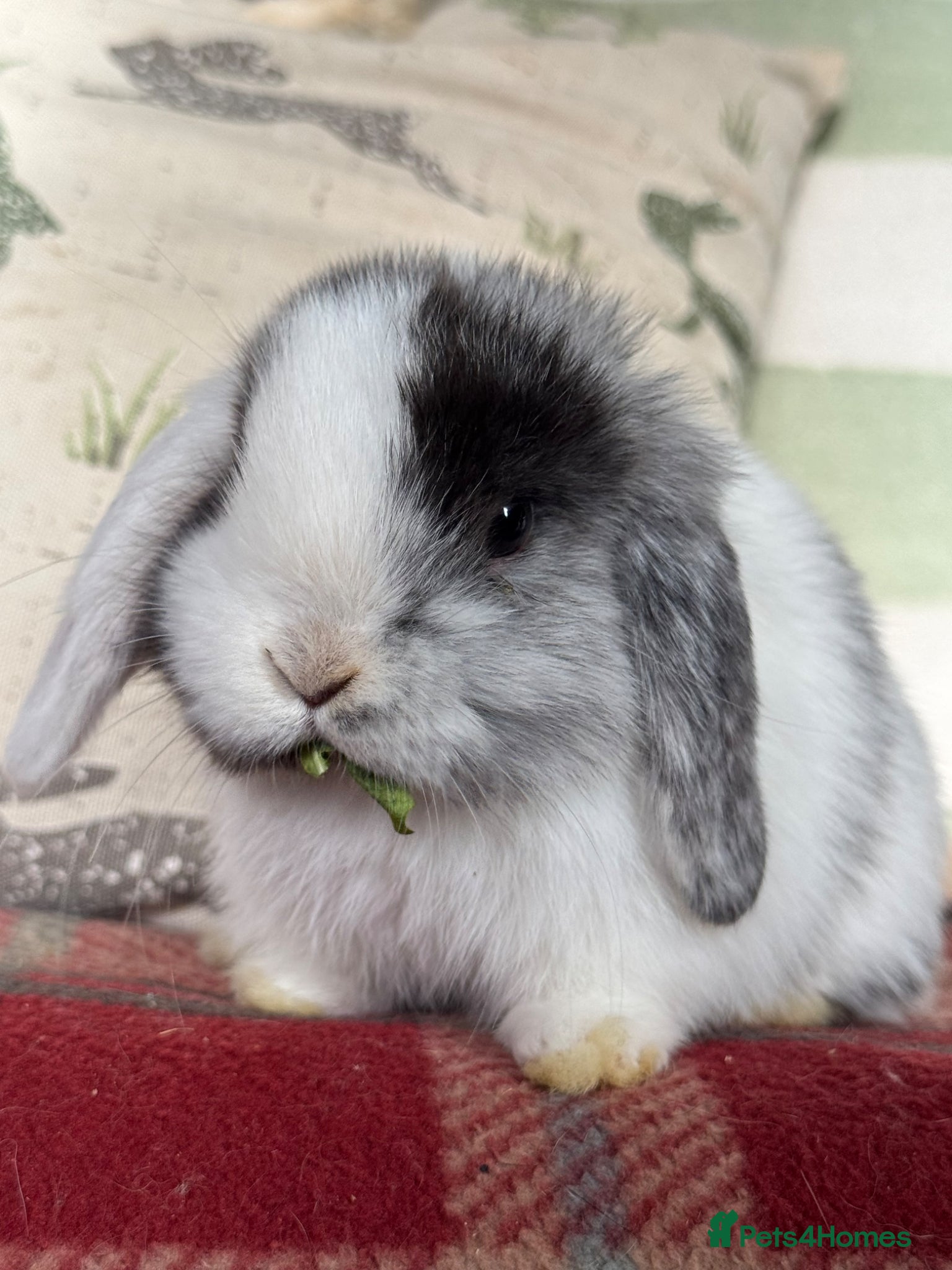Mini Lop rabbits Gorgeous mini lop babies *vaccinated* - Advert 2