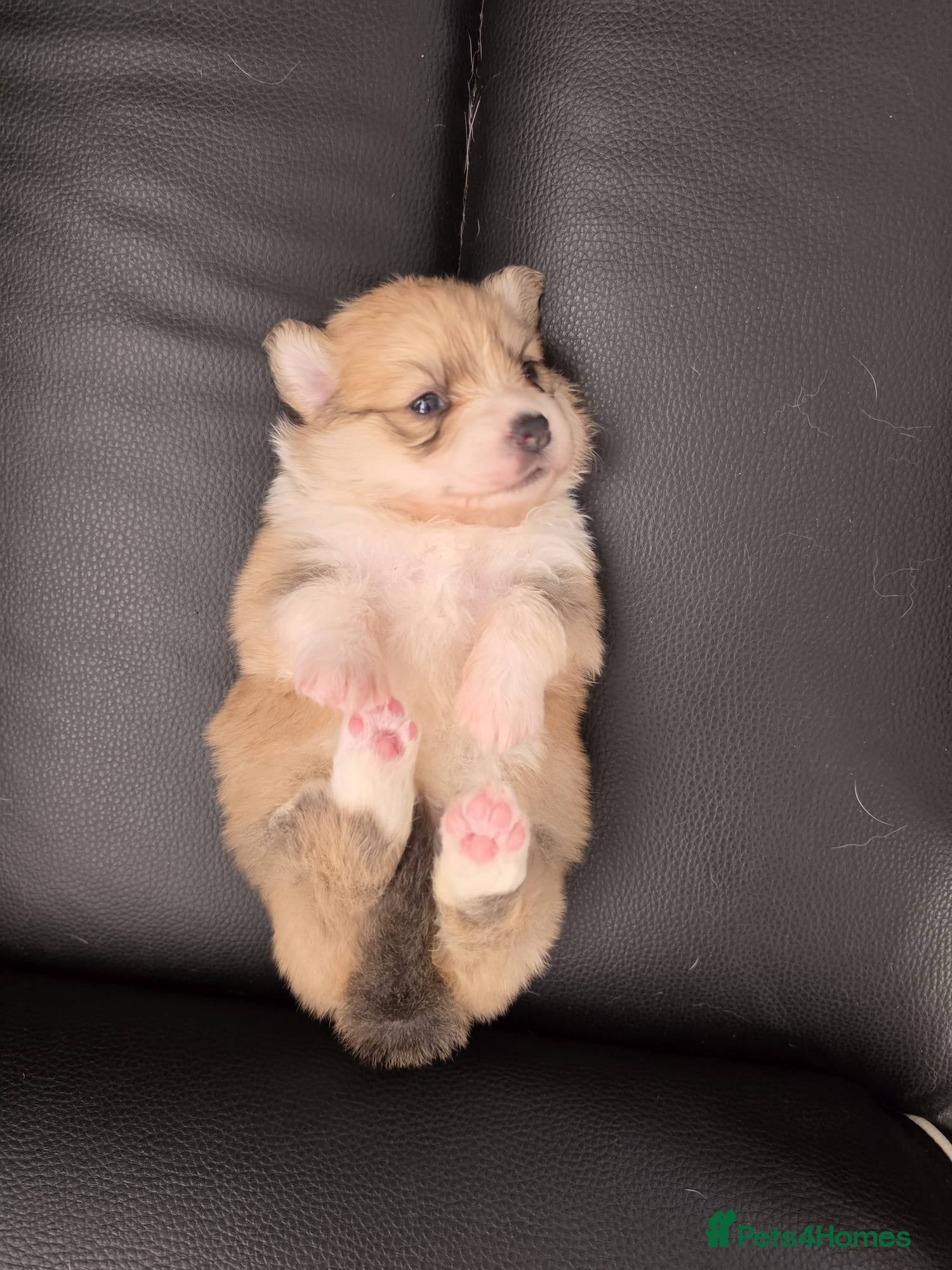 Welsh Corgi Pembroke dogs *Viewings now available!*KC Welsh Pembroke Corgi. - Advert 7