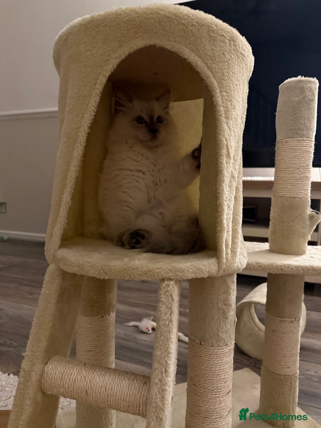 Ragdoll cats for sale: Male ragdoll kitten - Advert 3