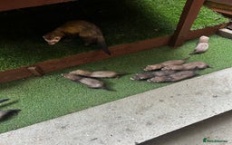 Ferret rodents for sale: Baby Ferrets - Image 3