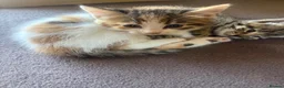 Mixed Breed cats for sale: Beautiful kittens looking for their forever home  - Advert 8