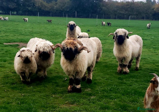 Sheep livestock - Advert 1