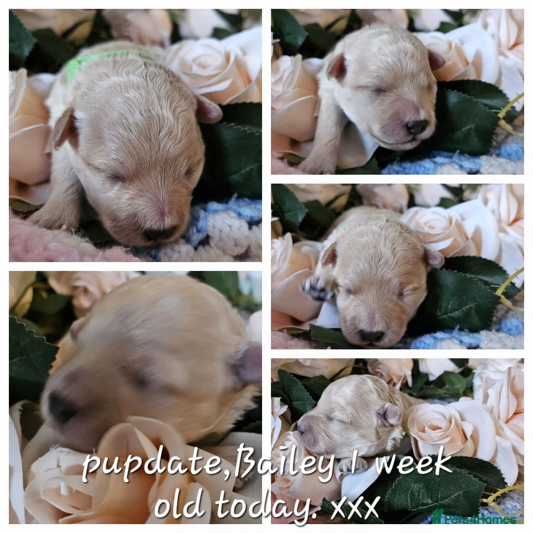 Toy Poodle dogs for stud:  stud toy poodle, KC reg and DNA tested and clear in Gloucester - Advert 28