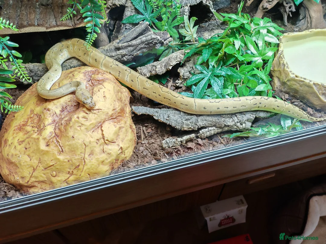 Python Snake reptiles for sale: Royal Python & Viv for sale in Middlesbrough - Advert 2