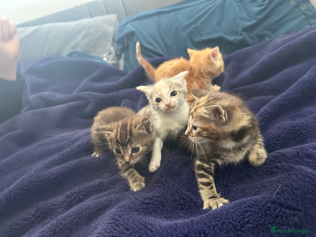 British Shorthair cats for sale: Tabby Kittens for sale - Image 1