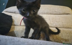 Mixed Breed cats for sale: Adorable black kittens for sale  - Image 32
