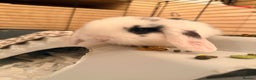 Mini Lop rabbits for sale: Mini lops. White with blue eyes or mixed colours.  - Advert 13