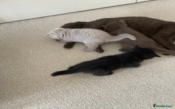 British Shorthair cats for sale: GCCF  black little girl remaining  - Image 10