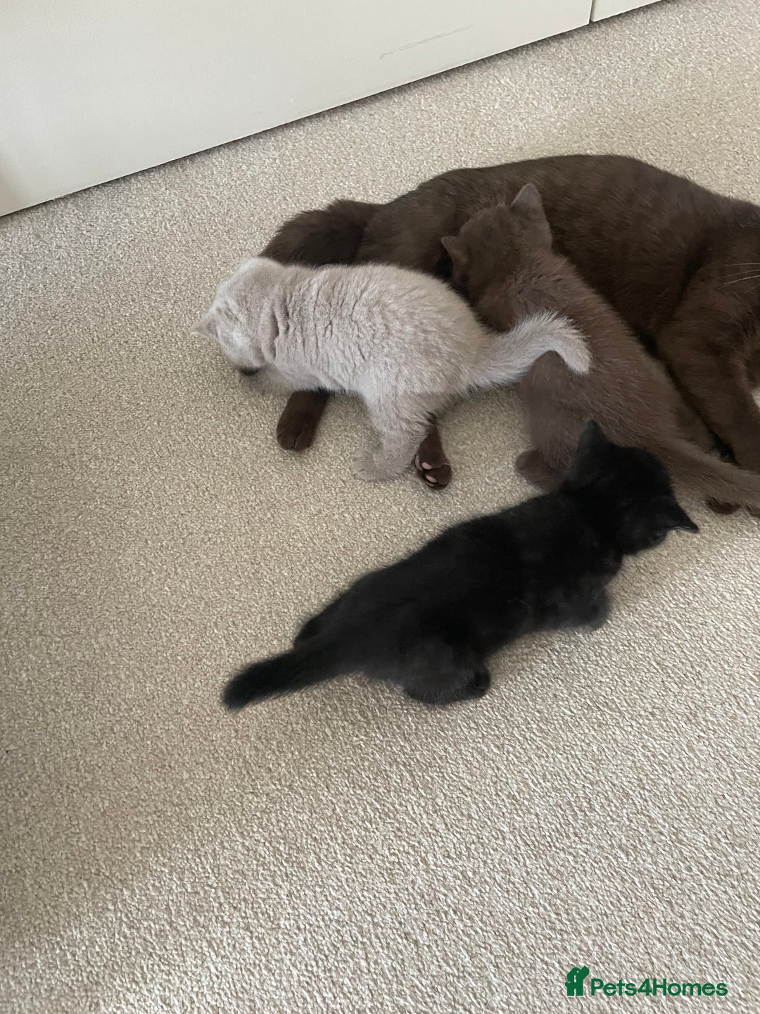 British Shorthair cats for sale: GCCF  black little girl remaining  - Image 10