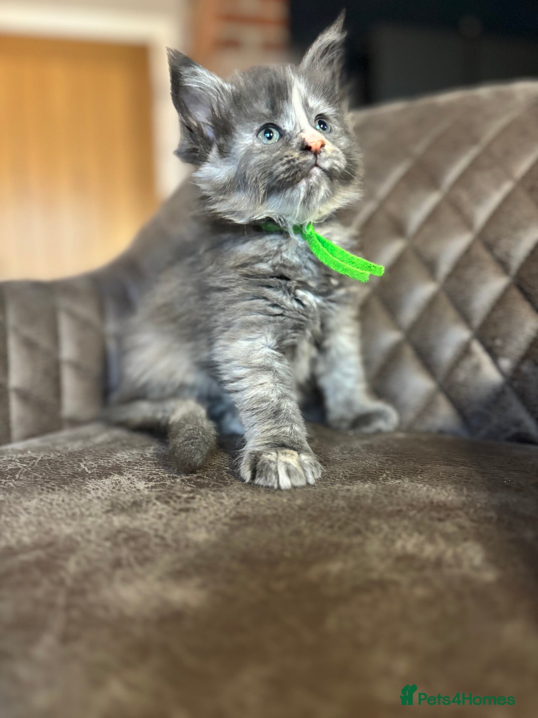 Maine Coon cats for sale: Maine Coon Kittens - Ready early Feb - Advert 5