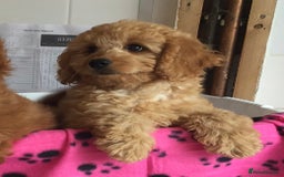 Labradoodle dogs for sale: 5* F1B Mini Labradoodles - health tested  - Image 37