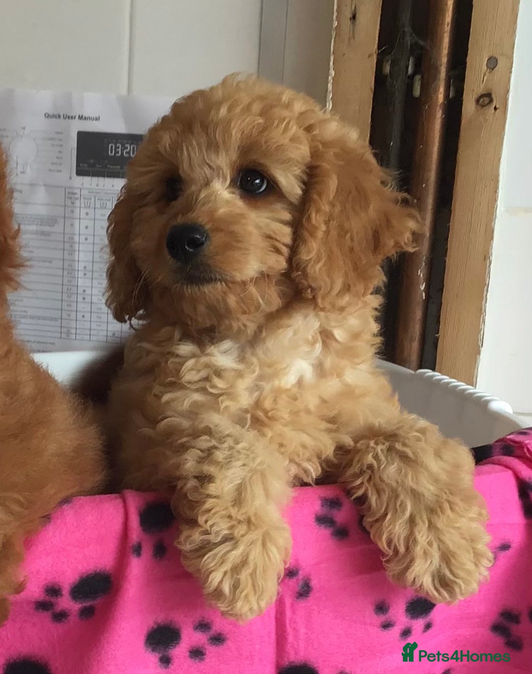 Labradoodle dogs for sale: 5* F1B Mini Labradoodles - health tested  - Image 37