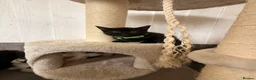Mixed Breed cats for sale: Beautiful mixbreed kittens for sale - Advert 8
