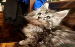 Maine Coon cats for sale: 🐾 Majestic Maine Coon Kittens – Ready Now 🐾 - Image 2