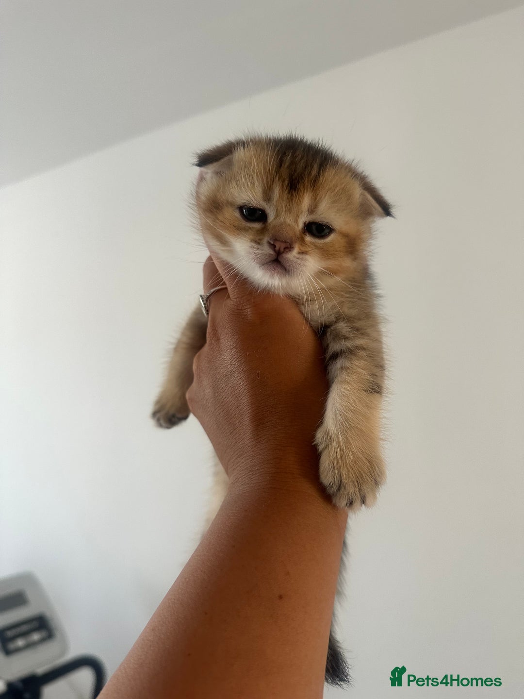 Scottish Fold cats for sale: Scottish fold / Chichilla kittens - Image 16