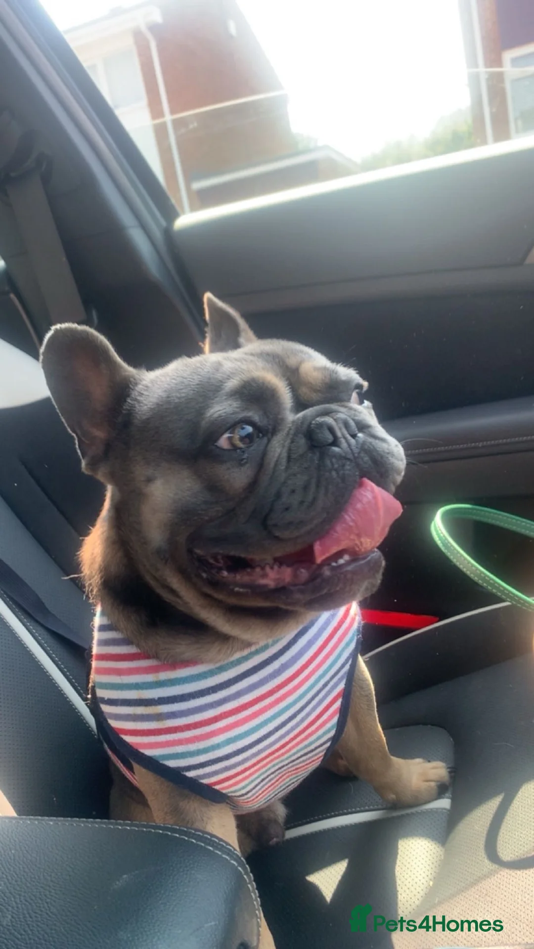 French Bulldog dogs for sale: French Bull dog for re homing in Ryton - Advert 2