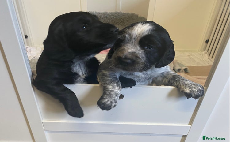 Cocker Spaniel dogs - Advert 9