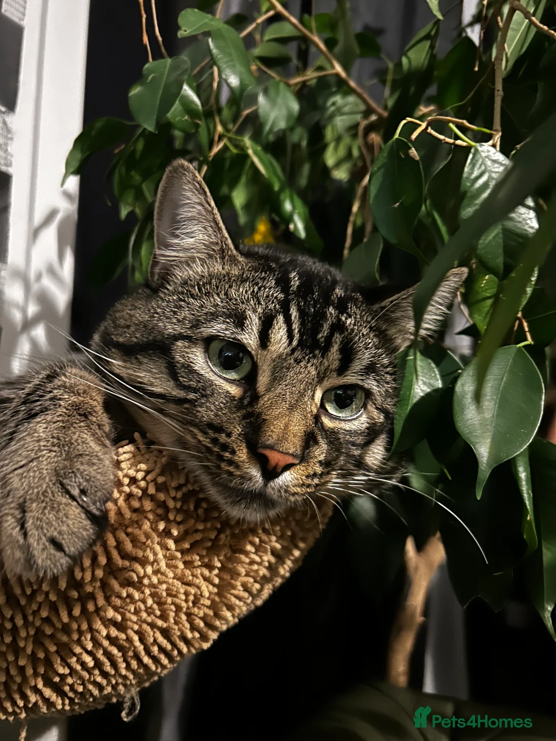 Bengal cats for sale: Otis  - Advert 1