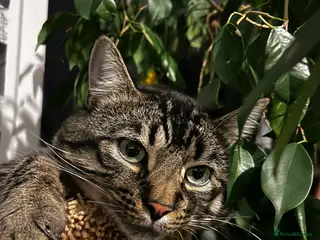 Bengal cats Otis - Advert 2