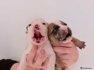 Mixed Breed dogs 7 gorgeous rare French American Bulldogs - Advert 6