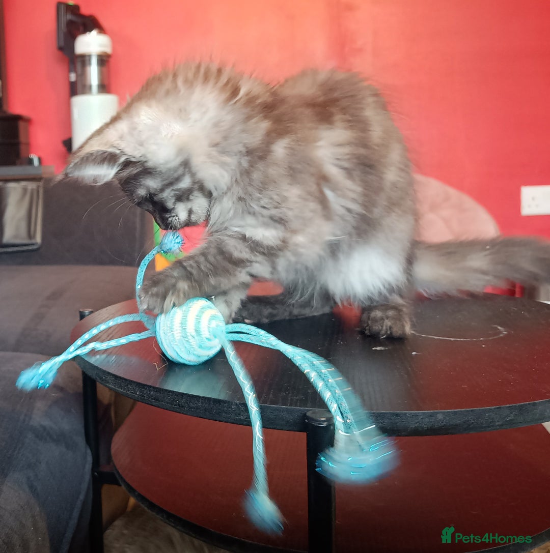 Maine Coon cats for sale: Maine Coon kittens in Manchester  - Image 17