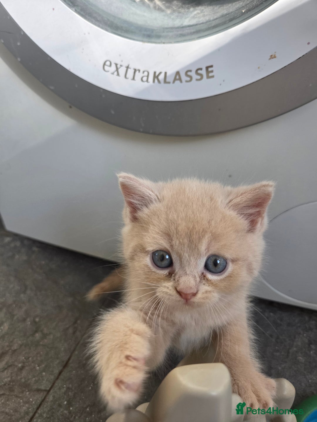 Persian cats for sale: Half persian kittens - Image 2