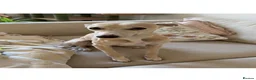 Italian Greyhound dogs for sale: 10 week old male Italian Greyhound - Advert 2