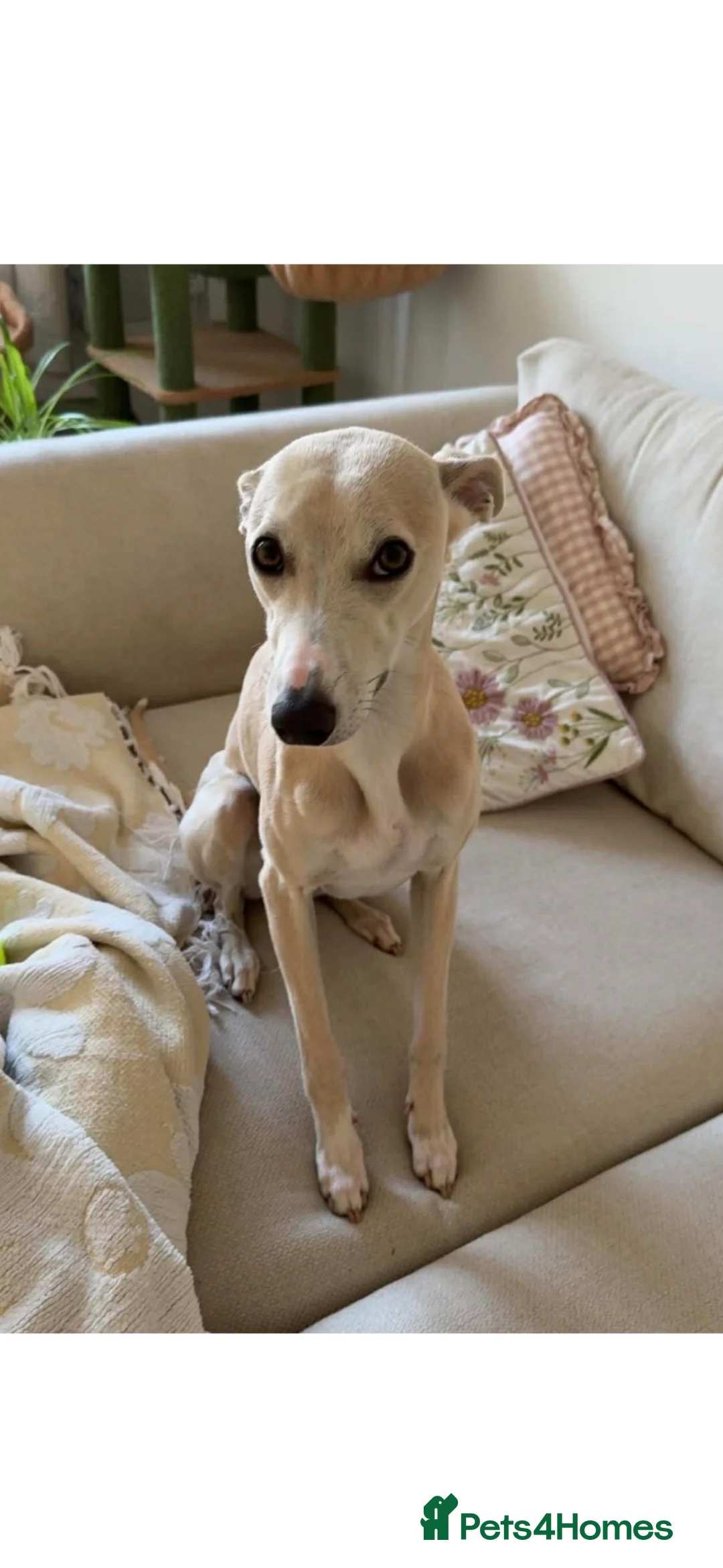 Italian Greyhound dogs for sale: 10 week old male Italian Greyhound - Advert 2