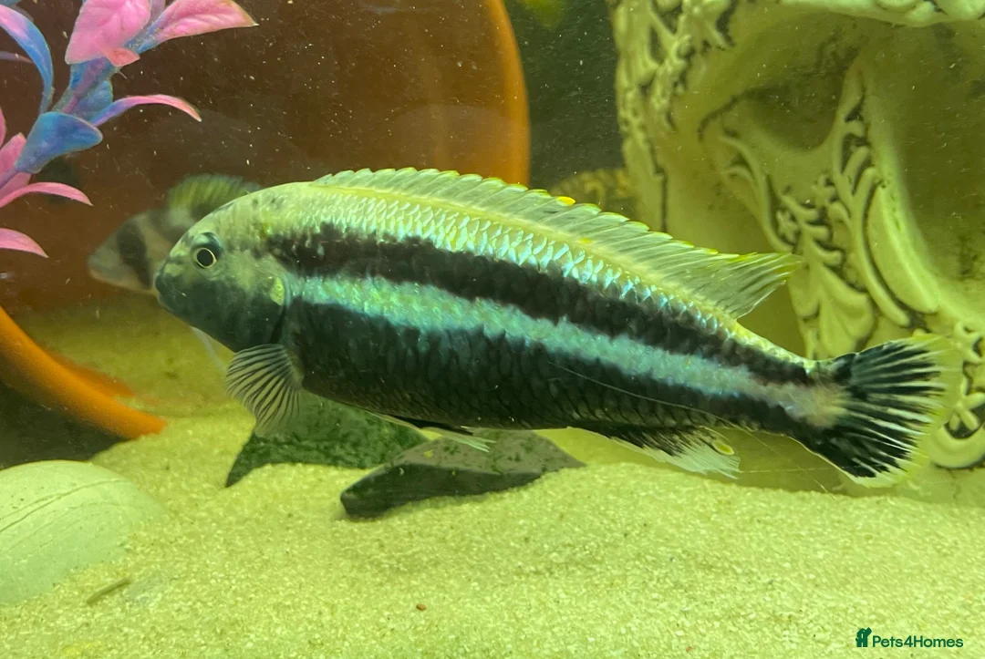 Cichlids fish for sale: ONLY 7 LEFT -GOLDEN CICHLIDS.  - Advert 2