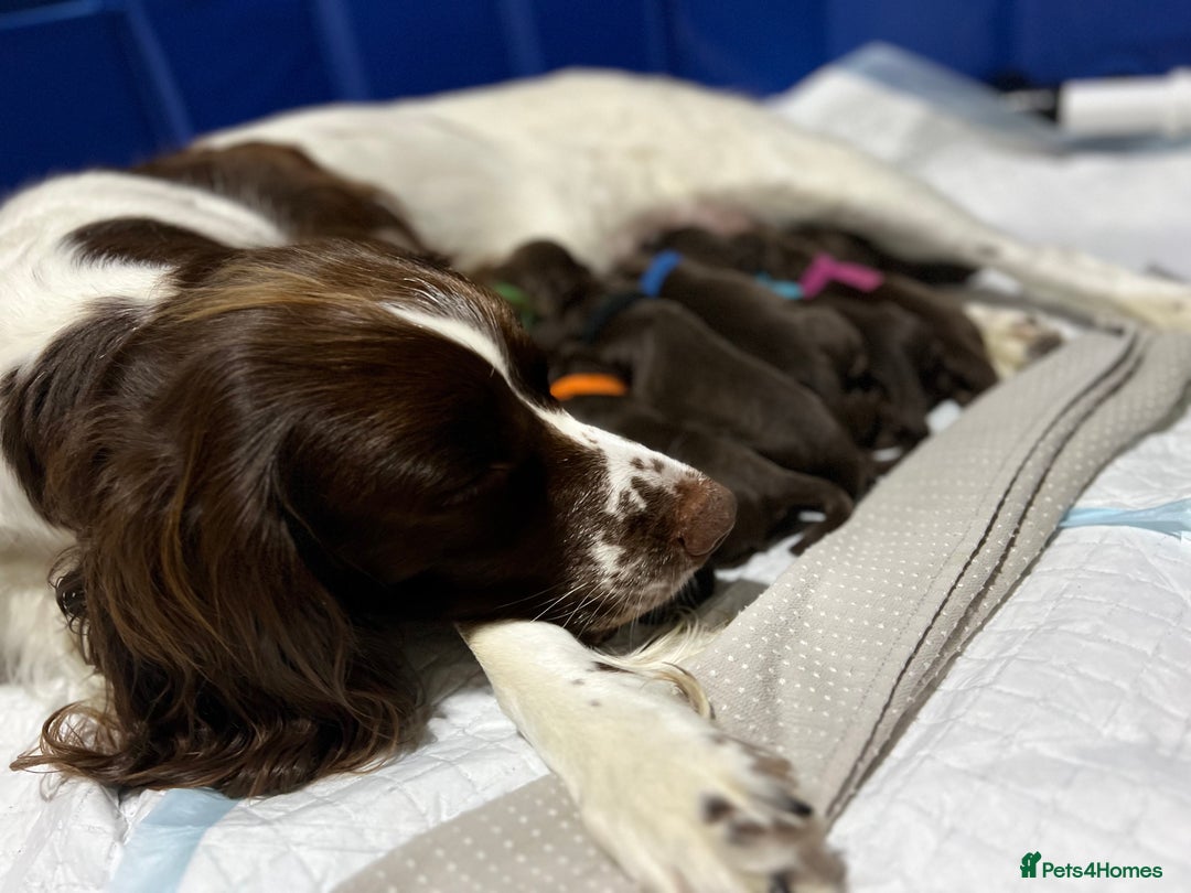 Sprocker dogs for sale: Beautiful Liver/Chocolate & White Sprocker Puppies - Image 10