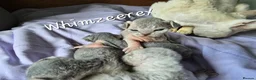 Devon Rex cats for sale: BOYS BOYS BOYS - Advert 4