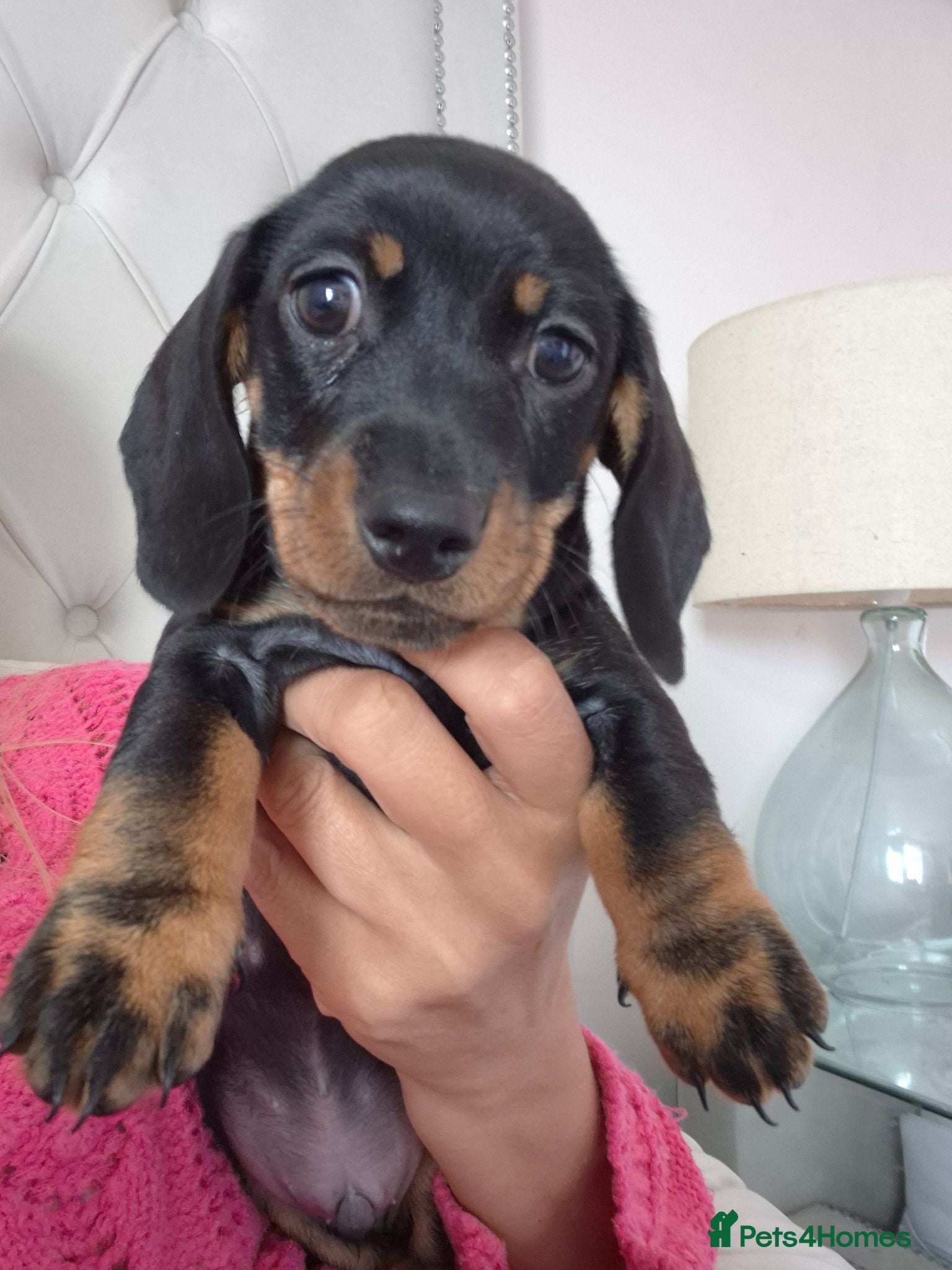 Miniature Dachshund dogs Miniature Dachshund puppies Last 2 READY NOW 🏡 - Advert 6