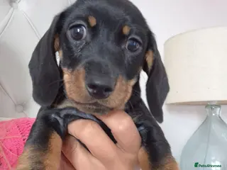 Miniature Dachshund dogs Miniature Dachshund puppies Last 2 READY NOW 🏡 - Advert 6