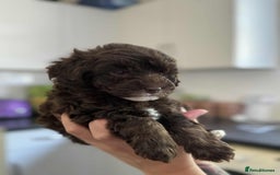 Sheepadoodle dogs for sale: F1b mini sheepadoodles - Image 28