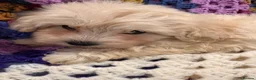 Shihpoo dogs for sale: Cute Shihpoo Puppies Shih Tzu X Poodle  - Advert 12