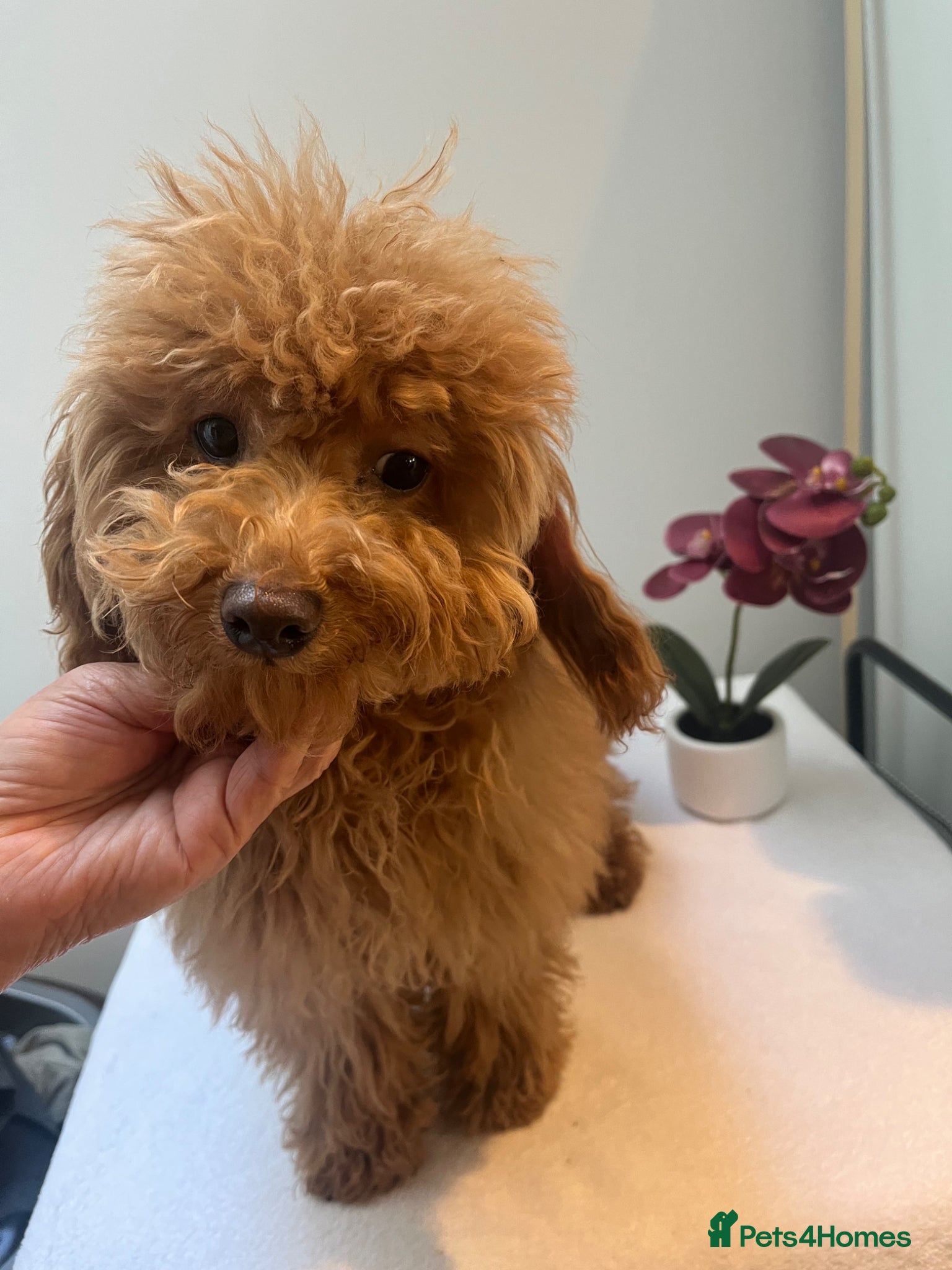 Toy Poodle dogs 🧸Beautiful toy/asian poodle puppies 🧸  - Advert 17