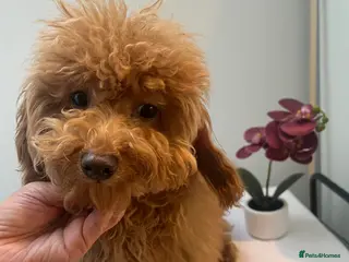 Toy Poodle dogs 🧸Beautiful toy/asian poodle puppies 🧸 - Advert 17