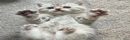 British Shorthair cats for sale: Rare chocolate spotty kittens - Advert 23