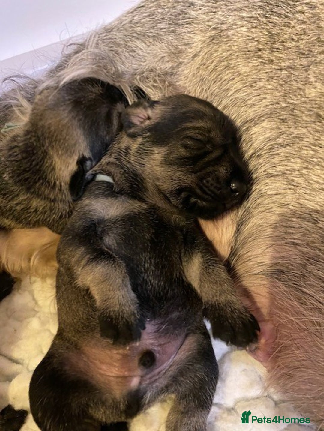 Schnauzer dogs for sale: Kennel Club registered puppies  - Advert 1