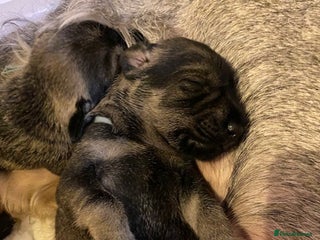 Schnauzer dogs Kennel Club registered puppies - Advert 1