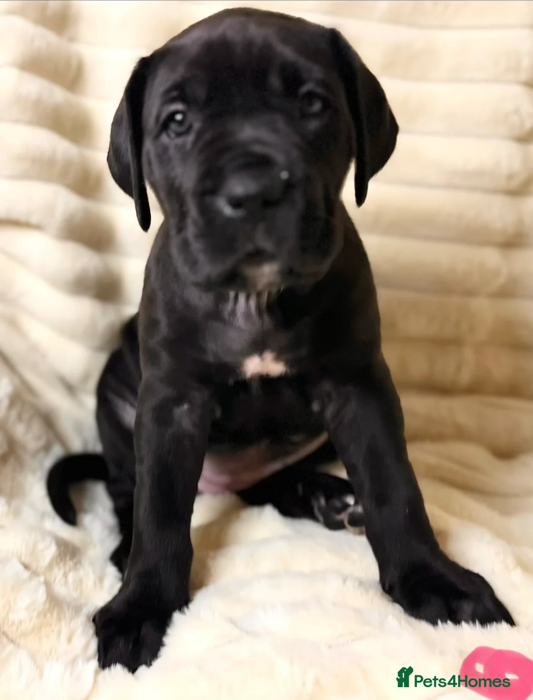 Cane Corso dogs for sale: Cane Corso Puppies  - Advert 7