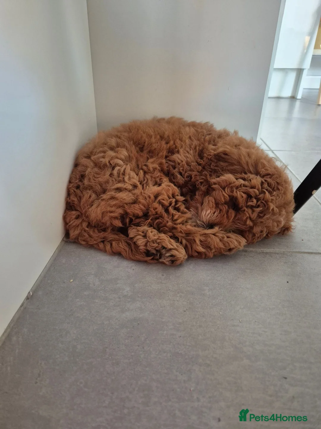 Cavapoo dogs for sale: F1b red cavapoo puppy in Telford - Advert 2