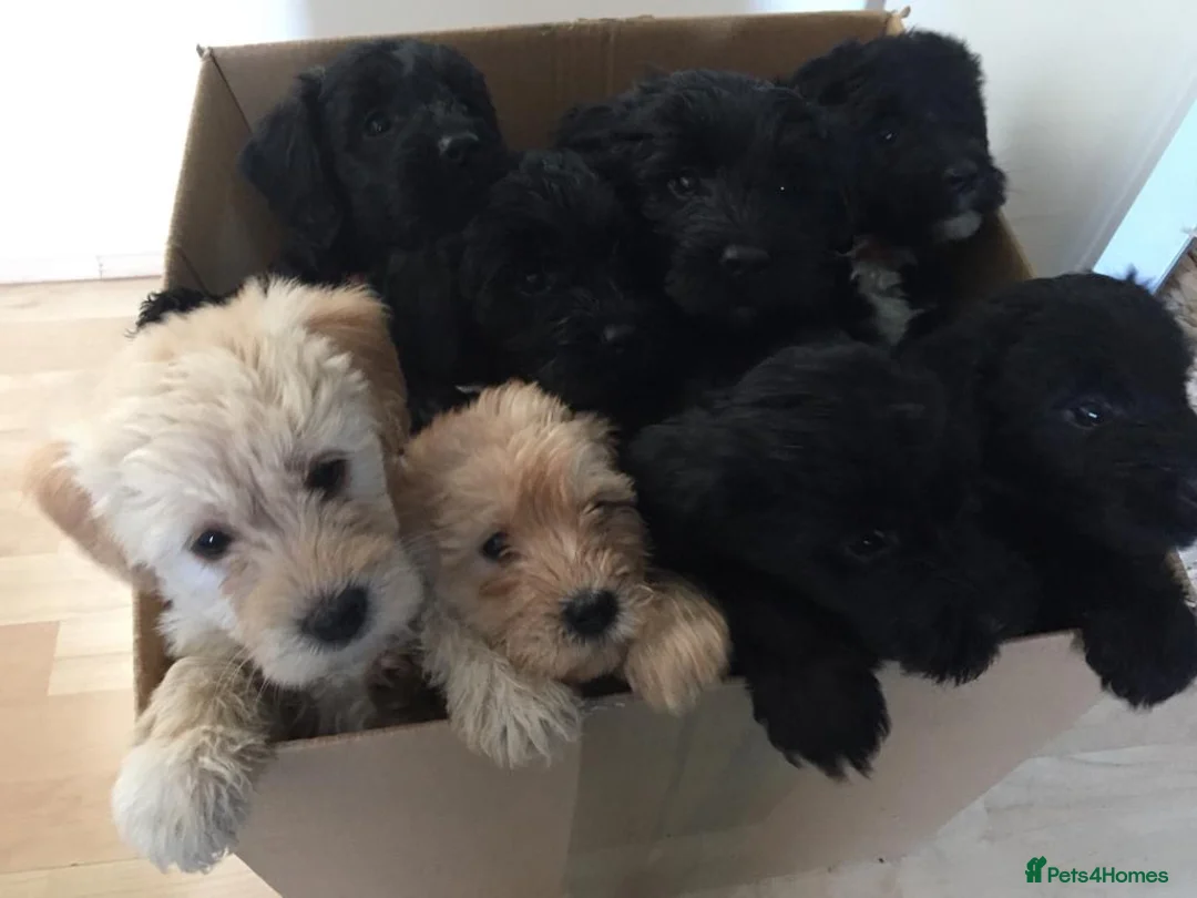 Labradoodle dogs for stud: Multigen/F3b Labradoodle Stud in Calne - Advert 7