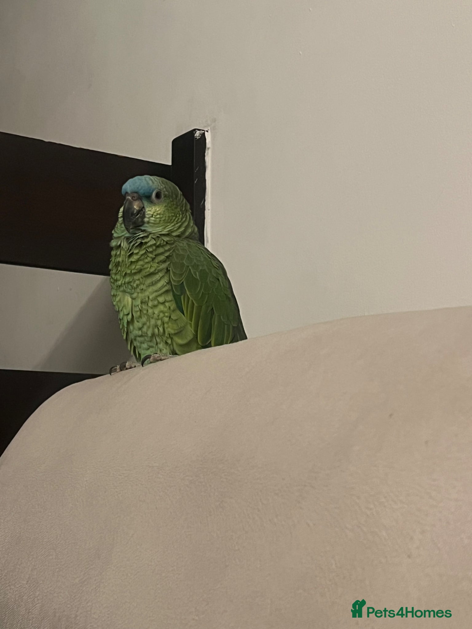 Parrots birds Blue front Amazon  - Advert 1