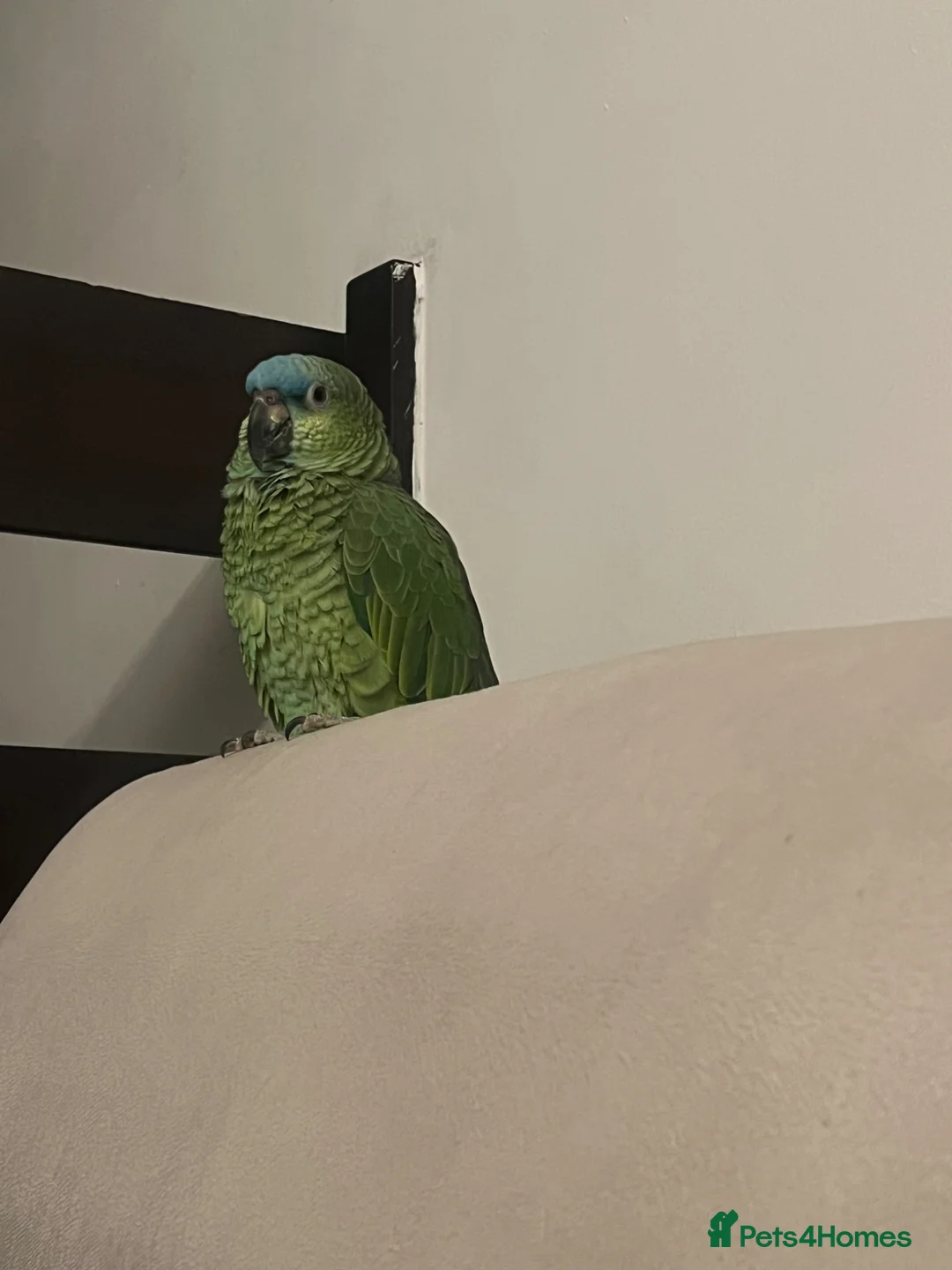 Parrots birds for sale: Blue front Amazon  in London - Advert 1