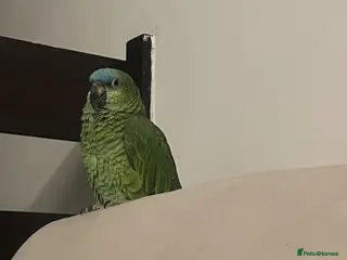 Parrots birds Blue front Amazon - Advert 10